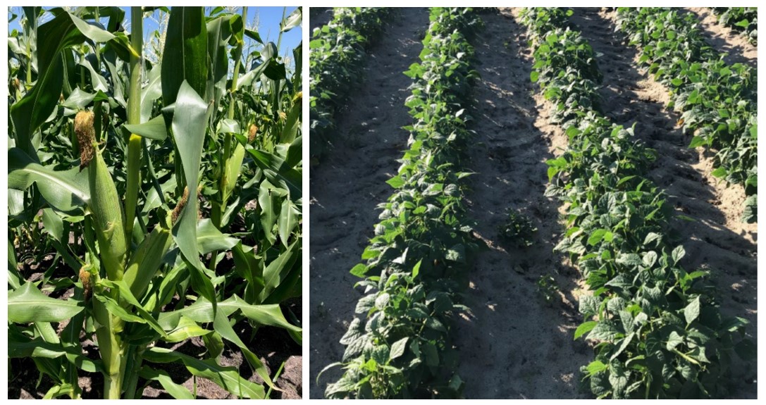 POLYON®controlled-release fertilizer(CRF) blends have demonstrated value across crops and  production systems.